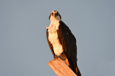 Osprey / Pandion haliaetus / Fiskgjuse