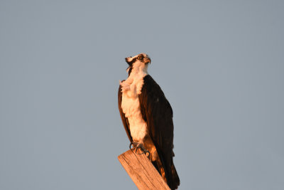 Osprey / Pandion haliaetus / Fiskgjuse