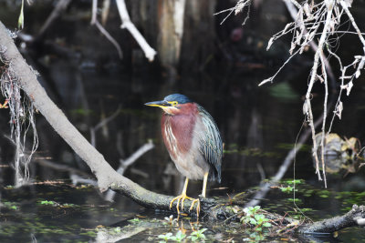 Green heron / Butorides virescens / Grönryggig häger