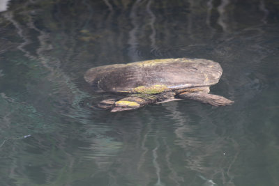 Florida softshell turtle / Apalone ferox
