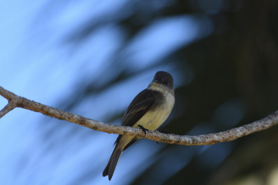 Eastern Phoebe / Sayornis phoebe / Östlig Fibi