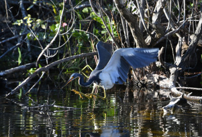 Tricolored Heron / Egretta tricolor / Trefärgad Häger