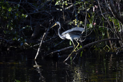 Tricolored Heron / Egretta tricolor / Trefärgad Häger