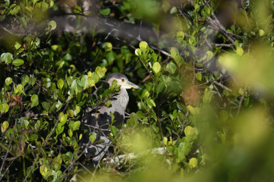 Black-crowned Night-heron / Nycticorax nycticorax / Natthäger