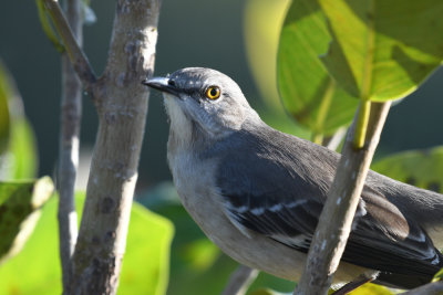 Northern Mockingbird / Mimus polyglottos / Nordhärmtrast
