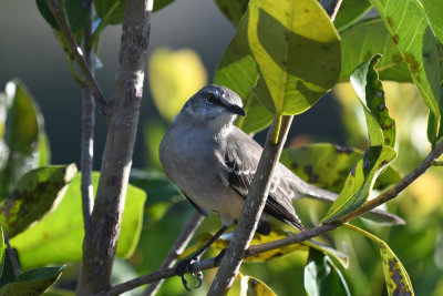 Northern Mockingbird / Mimus polyglottos / Nordhärmtrast