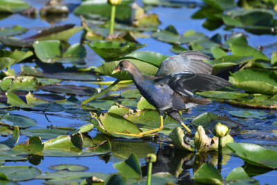 Purple Gallinule / Porphyrio martinicus / Amerikansk Sultanhöna