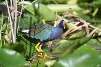 Purple Gallinule / Porphyrio martinicus / Amerikansk Sultanhöna