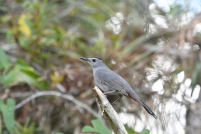 Grey Catbird / Dumetella carolinensis / Grå kattfågel