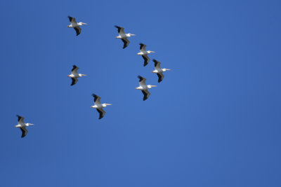Great White Pelican / Pelecanus onocrotalus / Vit pelikan