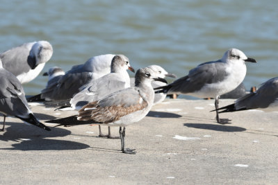 Laughing Gull / Leucophaeus atricilla / Sotvingad mås