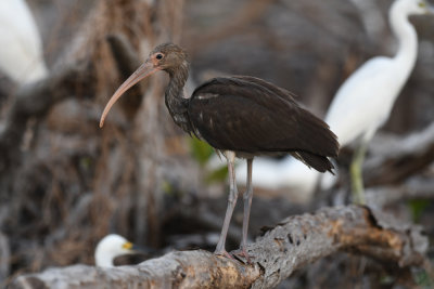White ibis young / Eudocimus albus / Vit Ibis ungfågel