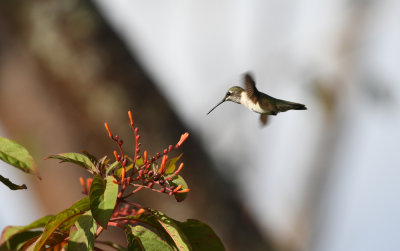 Ruby-throated Hummingbird / Archilochus colubris / Rubinkolibri