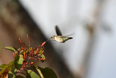 Ruby-throated Hummingbird / Archilochus colubris / Rubinkolibri
