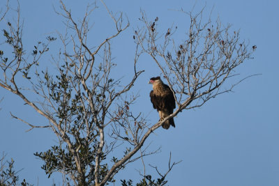 Caracara / Caracara cheriway / Nordlig tofskarakara