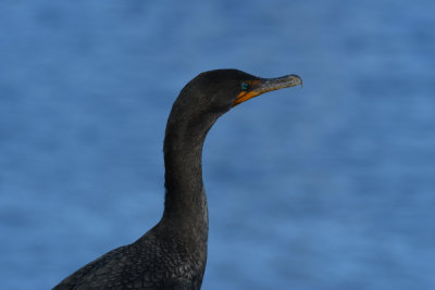 Double-crested Cormorant / Phalacrocorax auritus / Öronskarv