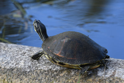 Florida red bellied turtle / Pseudemys nelsoni