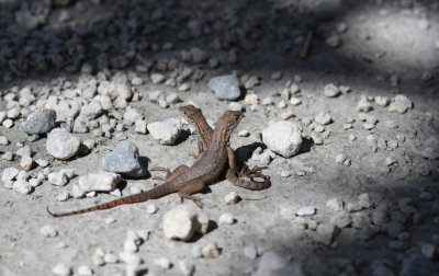 Northern Curly tailed lizard