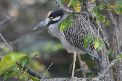 Yellow Crowned Night Heron / Nyctanassa violacea / Gulkronad Natthäger