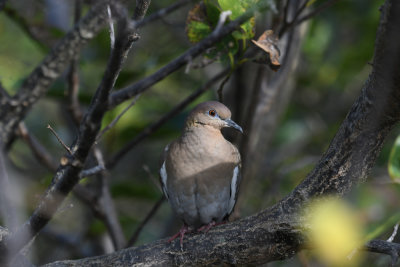White-winged Dove / Zenaida asiatica / Vitvingad Duva