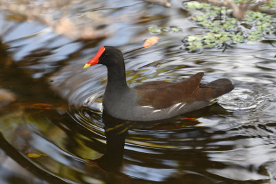 Common Gallinule / Gallinula galeata / Amerikansk Rörhöna