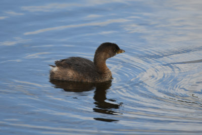 Pied-billed Grebe / Podilymbus podiceps / Tjocknäbbad dopping