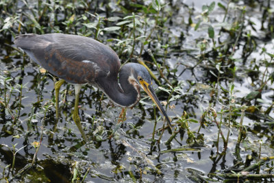 Tricolored Heron / Egretta tricolor / Trefärgad häger