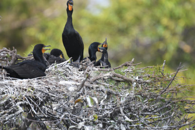 Double-crested Cormorant / Phalacrocorax auritus / Öronskarv