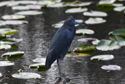 Little Blue Heron / Egretta caerulea / Blåhäger