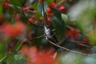 Ruby-throated Hummingbird / Archilochus colubris / Rubinkolibri