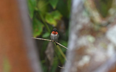 Ruby-throated Hummingbird / Archilochus colubris / Rubinkolibri