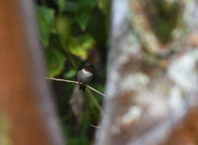 Ruby-throated Hummingbird / Archilochus colubris / Rubinkolibri