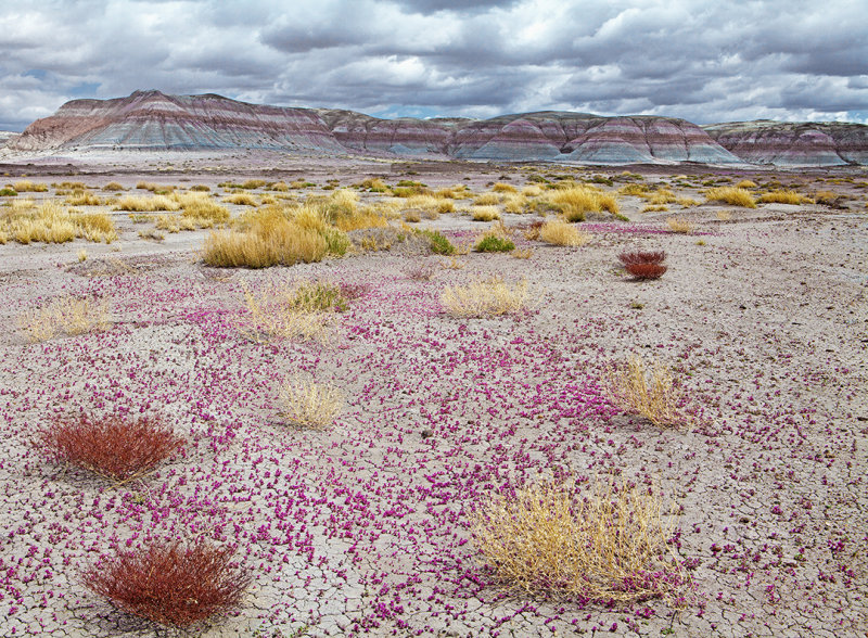 Petrified Forest vista, Petrified Forest National Park, AZ
