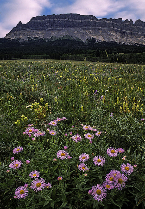 Singleshot Mountain and Meadow near St. Marys in Glacier National Park, MT