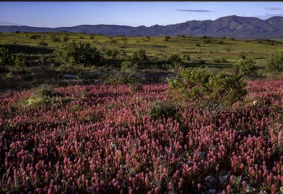 Owl's clover, Verde Valley, Cottonwood, AZ