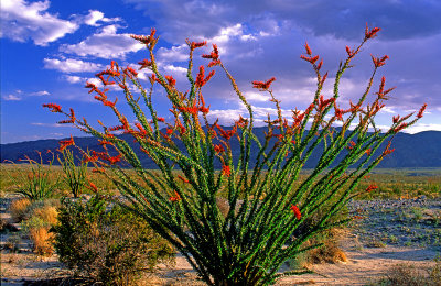  Ocotillo, Anza Borrego State Park, CA