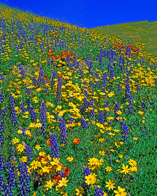 Coreopsis, lupines, and poppies, Gorman, CA