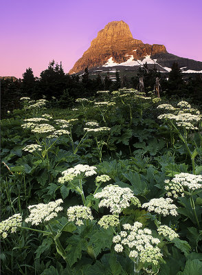 Alpenglow on Clements Mountain with Cow Parsnip in he foreground, Logan Pass, Glacier National Park, MT