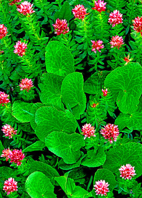Queen's crown & marsh marigold leaves, Yankee Boy Basin, CO
