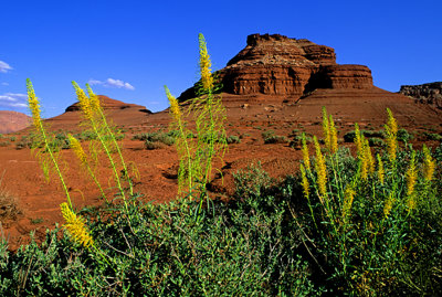 Prince's plume, Lee's Ferry, AZ