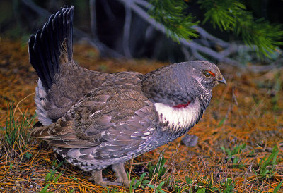 Dusky Grouse, Glacier National Park, MT