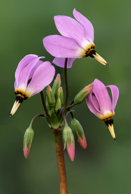 Shooting Stars, Chiwaukee Prairie, WI