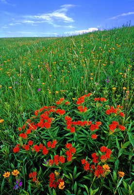 Butterfly Weed, Porcupine Grass, and Coreopsis, Anderson Prairie State Preserve, Emmet County, IA