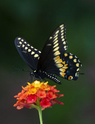 Black Swallowtail, Cottonwood, AZ 