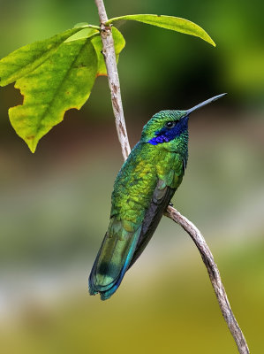 Sparkling Violet-eared Hummingbird 