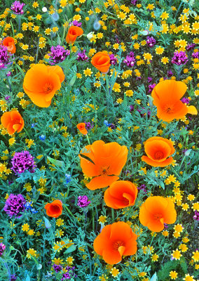 Goldfields, Poppies, Owls Clover, Pygmy Lupine, and Cream Cups, Antelope Valley Poppy Reserve CA