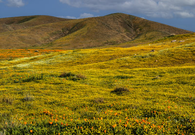 Goldfields, Creamcups, and Poppies, Antelope Valley State Poppy Reserve, CA