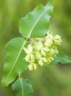 Mead's Milkweed