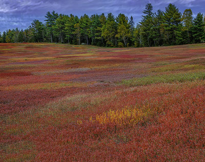 Fall Tapestry in a Blueberry field near Aurora, ME
