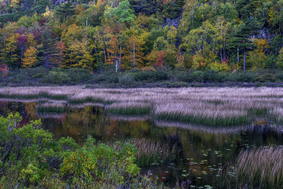 Shallow lake with reeds on the east side of Mount Desert Island, Acadia National Park, ME